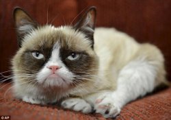 Grumpy Cat New Year Meme Template