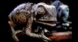 Lizard Meme Template