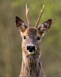 Wondering RoeDeer Meme Template