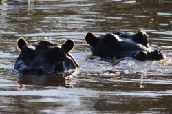 2 hippos Meme Template