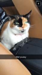 Pussy Meme Template
