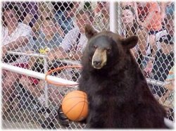 Bad Sports Bear Meme Template