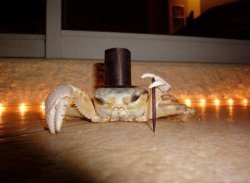 Fancy crab Meme Template