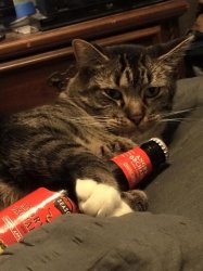 Alcoholic Cat Meme Template