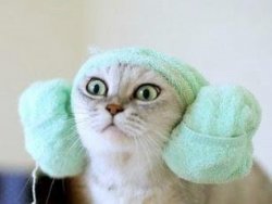 Cat With Ear Muffs. Meme Template