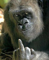 gorilla middle finger Meme Template