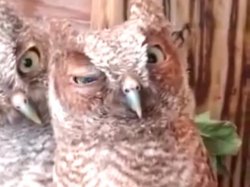 Drunken owl approves Meme Template