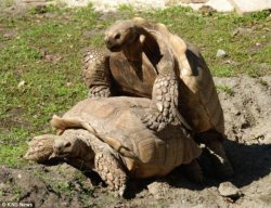Tortoise Quickie Meme Template