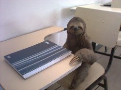 sloth student Meme Template