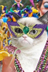 mardi gras cat Meme Template