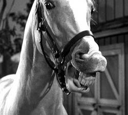 mr. ed Meme Template