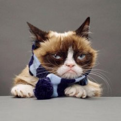 grumpy cat winter Meme Template