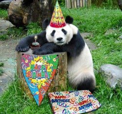 Panda Birthday Meme Template