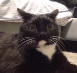What Da Fuck Cat Meme Template