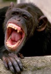 Laughing chimp Meme Template