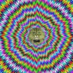 Hypno cat Meme Template