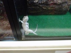 Lizard Meme Template