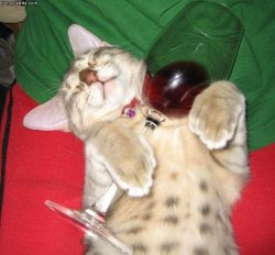 Pussy Juice!! Meme Template