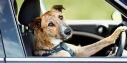 dog in car Meme Template
