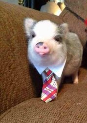 business pig Meme Template