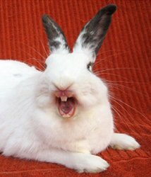 laughing rabbit Meme Template