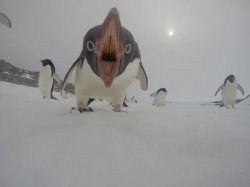 Terrifying Penguin Meme Template