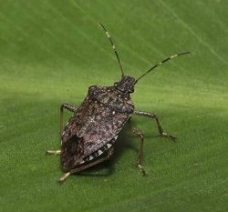 Stink bug Meme Template