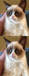 Grumpy Cat 2x Smile Meme Template