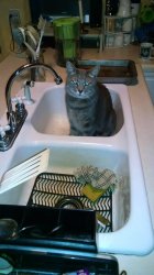 CatWashingDishes Meme Template