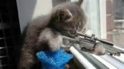 kitten sniper Meme Template