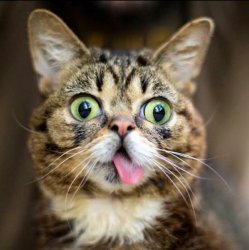 Lil Bub Meme Template