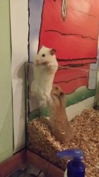 Escape hamsters Meme Template
