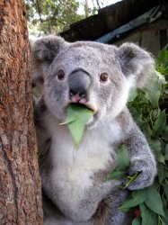 Surprised Koala Bear Meme Template
