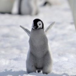 Happy penguin Meme Template
