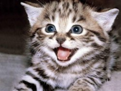 Cute Kitten Hopes Meme Template