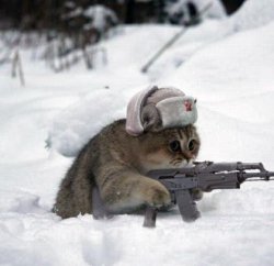 Cute Sad Soviet War Kitten Meme Template
