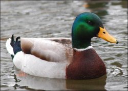 mallard duck Meme Template