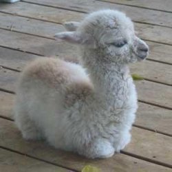 Baby Llama Meme Template