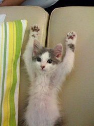 Hands up kitten Meme Template