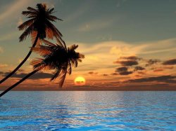 Palm trees, sunset Meme Template