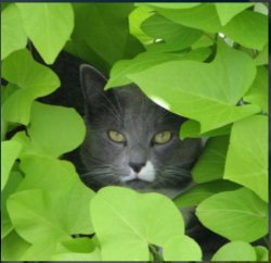 Cat in bush Meme Template