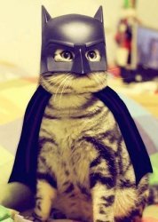 Batman cat Meme Template