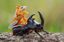 Frog riding beetle Meme Template
