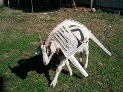 Goat Stuck in Chair Meme Template