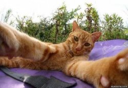 catselfie Meme Template