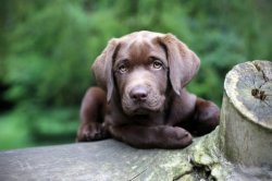 chocolate lab Meme Template