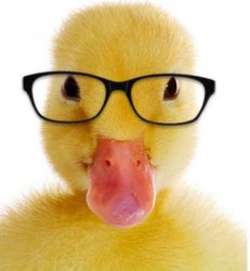 Hipster Duck Meme Template