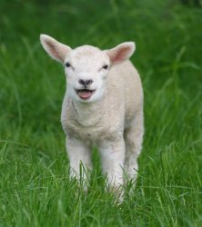 Little lamb Meme Template