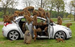 Monkeys on car Meme Template