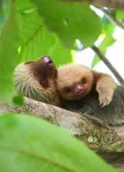 Sloths cuddeling Meme Template